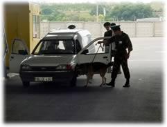 International law enforcement search a car with a drug-sniffing K9.